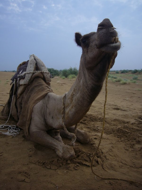 Travel - India - Rajasthan - Desert Camel Trip - Next Morning